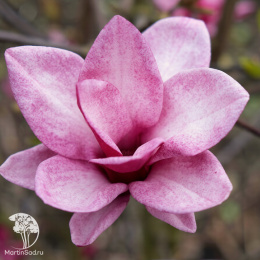 Магнолия Старбёрст