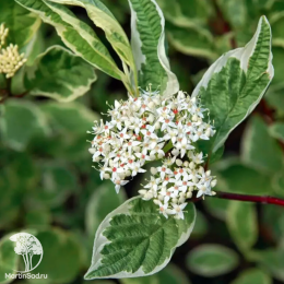 Дёрен супротивнолистный Аргентия