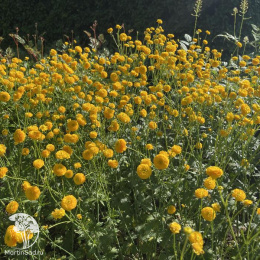 Лютик едкий махровый Мультиплекс