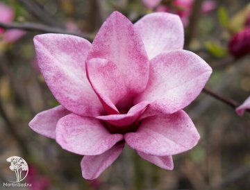Фото Магнолия Старбёрст