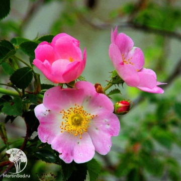Фото Шиповник Обыкновенный  