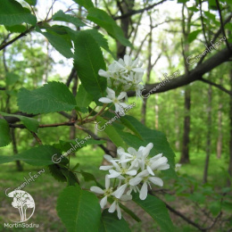Амелосорбус Джека