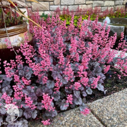 Сверхвыгодный микс! Гейхера Черри Кола + Гейхера Палас Пурпл + Гейхера Милан