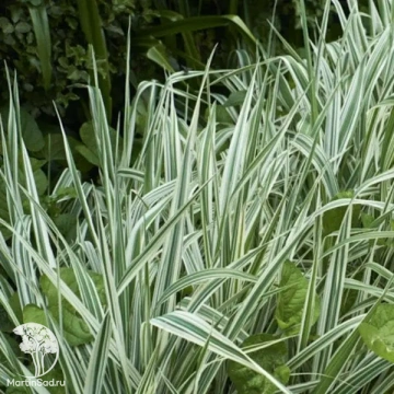 Фото Фалярис тростниковый (канареечник) Дварф Гартерс
