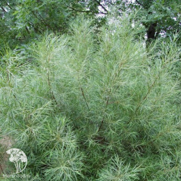  Ива лоховидная Ангустифолия