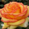 Роза чайно-гибридная Амбианс фото 2 