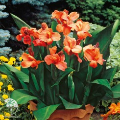 Канна Хэппи Клео