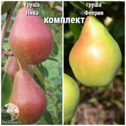 Груша Ника + опылитель Груша Феерия