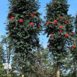 Рябина обыкновенная Фастигиата