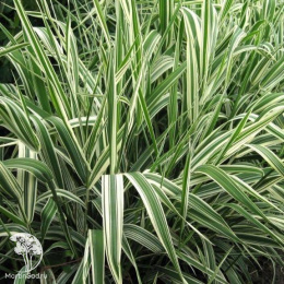 Фалярис тростниковый Пикта