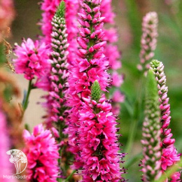 Вероника колосистая Ротфукс