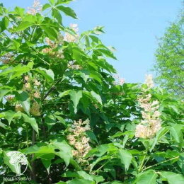 Каштан арнольда