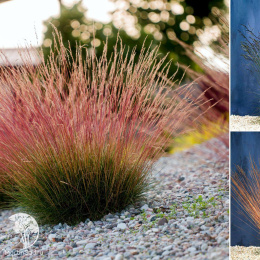 Овсяница сизая Санрайз