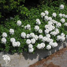 Иберис вечнозелёный Сноуфлэйк