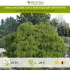 Кипарисовик горохоплодный Филифера фото 1 
