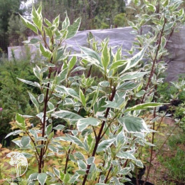 Дёрен белый Элегантиссима