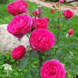  Роза английская Хитклиф