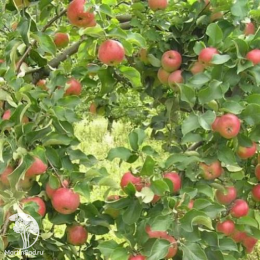 Сверхвыгодный комплект! Яблоня Богатырь + опылитель яблоня Жигулёвское