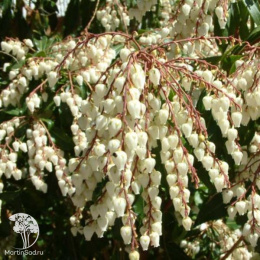 Пиерис японский Скарлет О'Хара