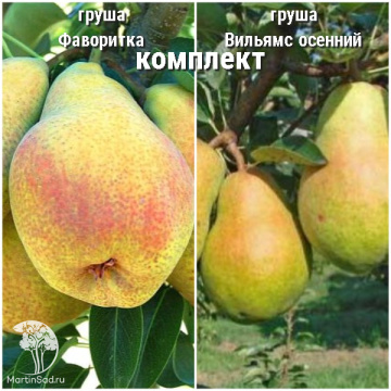 Фото Груша Фаворитка + опылитель Груша Вильямс осенний