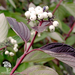 Дёрен белый Cornus alba