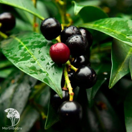 Лавровишня обыкновенная Бонапарт