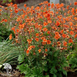 Гравилат чилийский Файербол