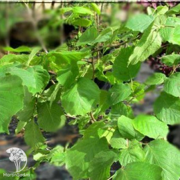 Фундук Олбзуми зе Халле