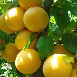 Шарафуга жёлтая