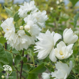 Чубушник гибридный Бейли Карзел