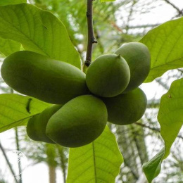 Азимина трёхлопастная Девис