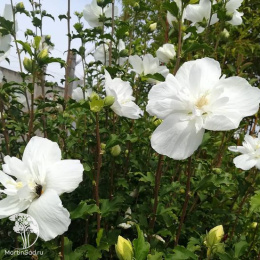 Гибискус сирийский Вайт Шиффон