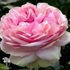 Роза чайно-гибридная Филинг фото 2 