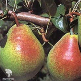 Груша Гера + опылитель Груша Чижовская