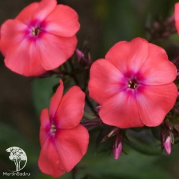 Флокс метельчатый Спитфайер