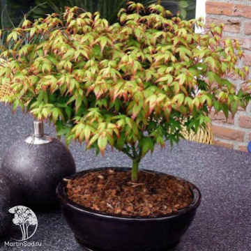 Фото Клён веерный Литтл Принцес