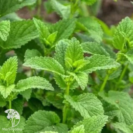 Мелисса лекарственная Махито ---  Л.ог.
