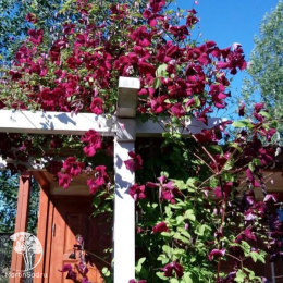 Клематис Карменсита