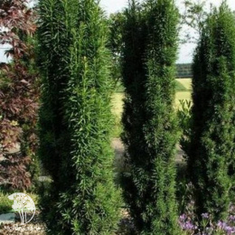 Тис ягодный Грин Рокет