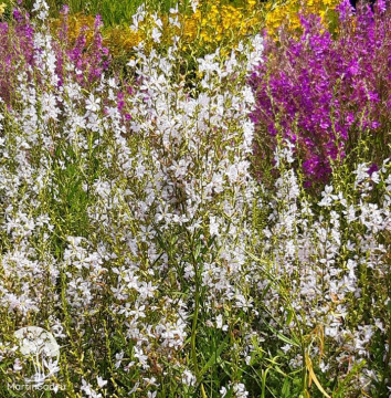 Фото Дербенник иволистный Вайт Свирл