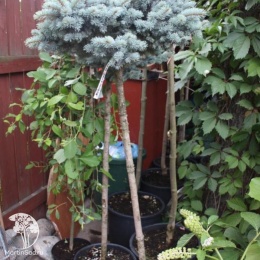 Ель колючая Глаука Глобоза на штамбе