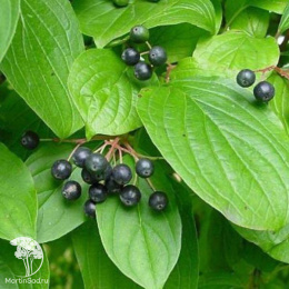 Дёрен кроваво-красный Тиффани на штамбе