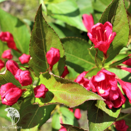 Вейгела Олл Саммер Ред