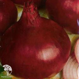 Капуста б/к Славянка +Лук репчатый Былина  серия Дуэт Хорошие соседи