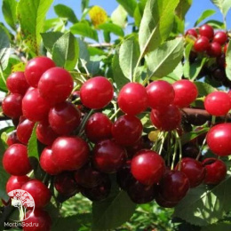 Вишня гибрид Любская с вишней Шоколадница