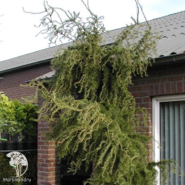 Лиственница европейская Хорстманн Рекурвед