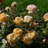 Роза чайно-гибридная Кэндллайт фото 3 