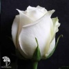 Роза чайно-гибридная Поло фото 3 