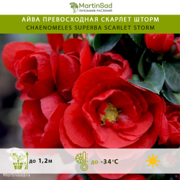 Айва превосходная Скарлет Шторм