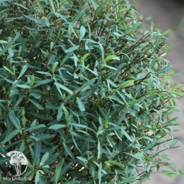 Ива пурпурная Нана на штамбе